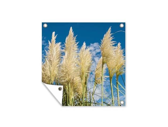 Tuinposter - 100x100 cm - Pampasgras - Plant - Natuur
