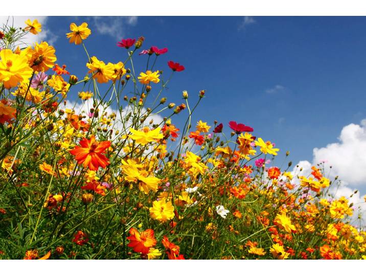Papermoon Blumenwiese