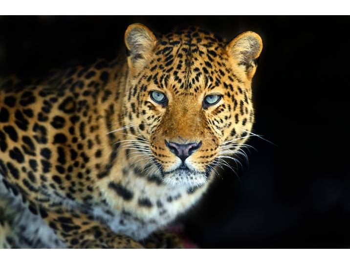 Fototapete PAPERMOON LEOPARD-KATZE TIGER LÖWE PUMA JAGUAR WILD AFRIKA ASIEN , bunt, B:3m L:2,23m, Vlies, Tapeten, Fototapete