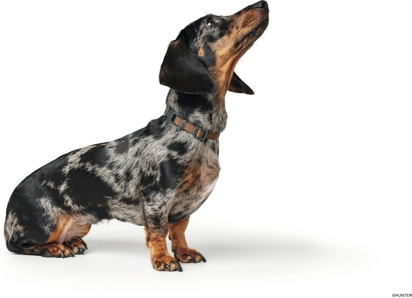 DOG SPORT HUNTER Halsung London Vario Basic Mini XXS-XS/1, braun