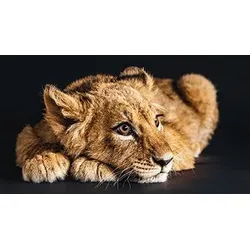 Bild LOVELY LION S (BHT 180x100x4 cm) - BHT 180x100x4 cm