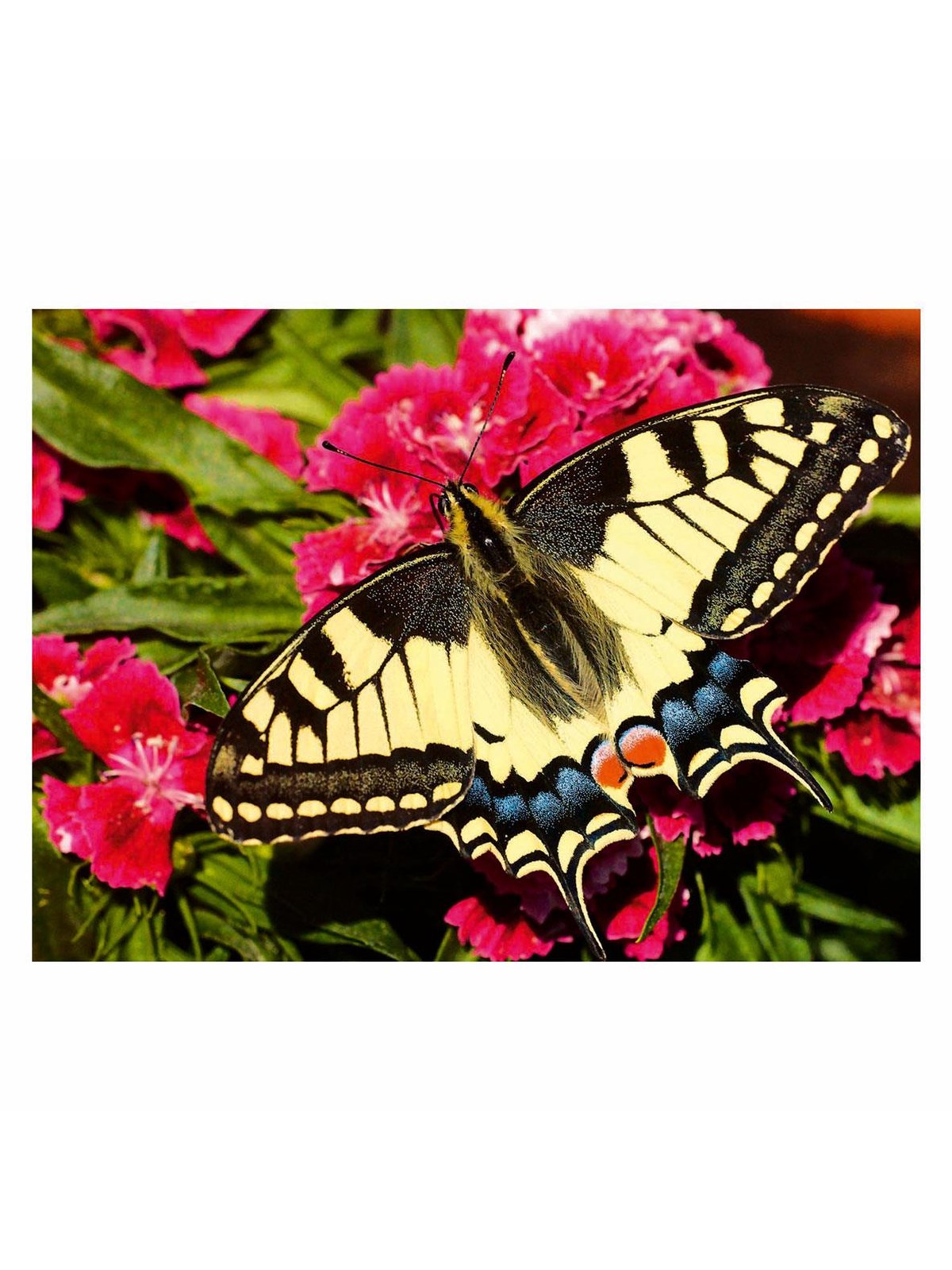Ravensburger Jigsaw puzzle Colorful Animals Butterfly 500 pcs. 2D Puzzles