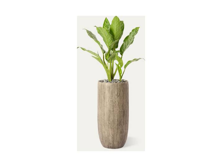 Premium Hydro-Aglaonema Unterlage ⌀ 30 cm
