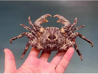 Uplift Picks Real Crab Specimen Display Taxidermy Marine Collectible Home Decor 10