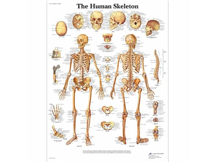 3B Scientific Menselijke anatomie - De kaart van het menselijk skelet, papieren versie, VR1113UU