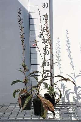 6 x Digitalis purpurea Vingerhoedskruid - Pot van 9 x 9 cm - GRDplanten