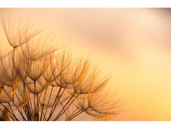 Fototapete PAPERMOON Dandelion Sunset , bunt, B:5m L:2,8m, Vlies, Tapeten, Fototapete