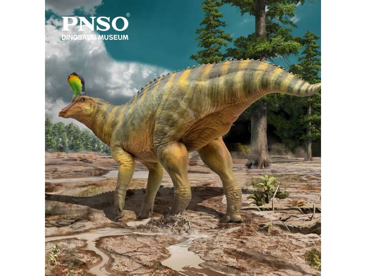 Série de musées de dinosaures PNSO: XiaoQin le tsintaosaure 1:35 modèle d'art scientifique