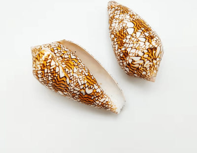 Inspire Curations Natural Cowrie Sea Shell Set Decorative Talparia Argus Shells For Home & Aquarium Decor textile Cone
