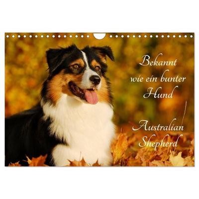 Bekannt wie ein bunter Hund. Australian Shepherd (Wandkalender 2026 DIN A4 quer), CALVENDO Monatskalender