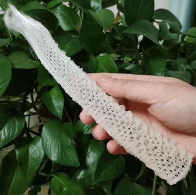Uplift Curations Venus Flower Basket Glass Sponge Decor Ocean Inspired Aquarium & Table Accent Venus Flower Basket Glass Sponge Decor Ocean Inspired Aquarium & Table Accent