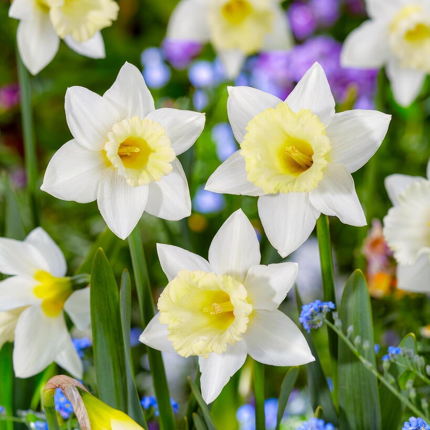 Dutch Bulbs Osterglocken Mount Hood Winterharde Meerjarige Narcisbollen - 25 stuks