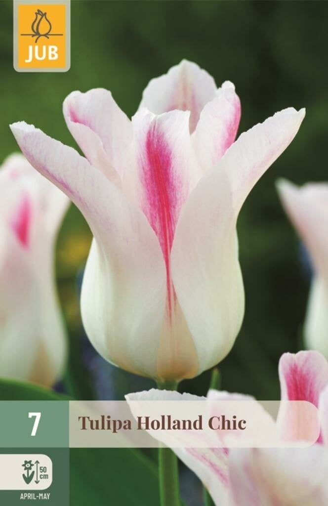 Jub Tulp Holland Chic 7 bollen