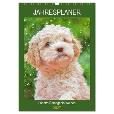 Jahresplaner Lagotto Romagnolo Welpen (Wandkalender 2027 DIN A3 hoch), CALVENDO Monatskalender