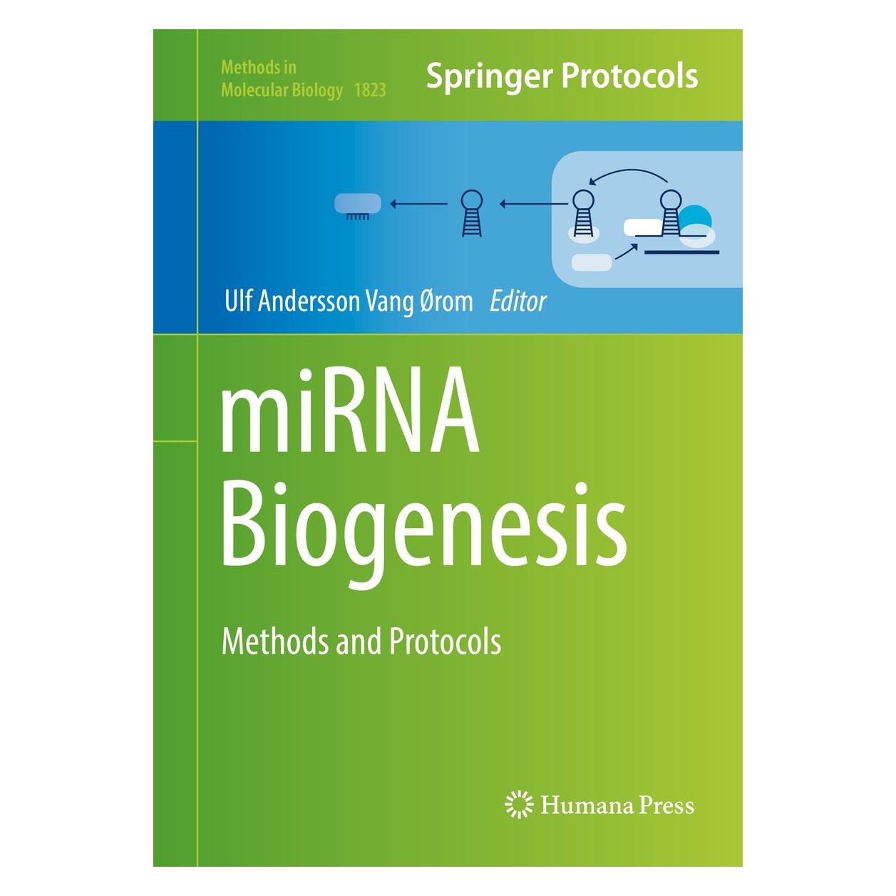 Springer miRNA Biogenesis (Englisch, Hardcover, Ulf Andersson Vang Ørom) (9781493986231)
