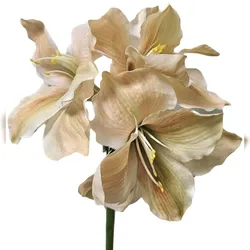 H. Andreas Künstliche Amaryllis 80cm Real Touch Ritterstern Creme-Aprikose