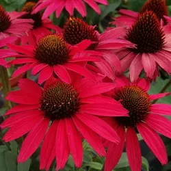 Purpur-Sonnenhut – Echinacea purpurea 'Glowing Dream'