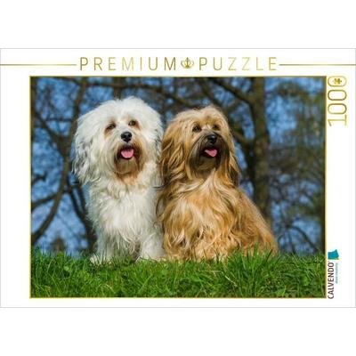 CALVENDO Puzzle Havaneser - Rüde und Hündin | 1000 Teile Lege-Größe 64x48cm Foto-Puzzle für glückliche Stunden