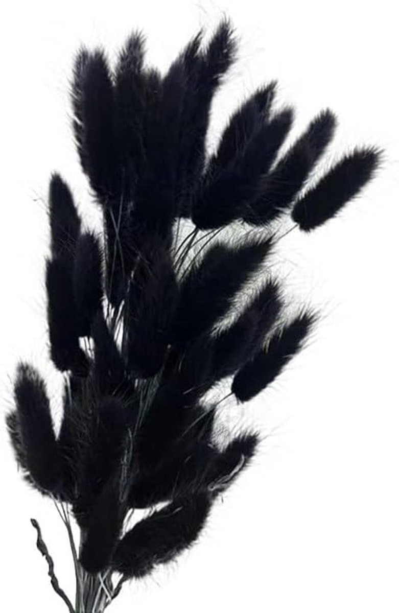 Gedroogde Pampas Pluimen - Konijnenstaartjes Riet - Zwart - 5 Stuks
