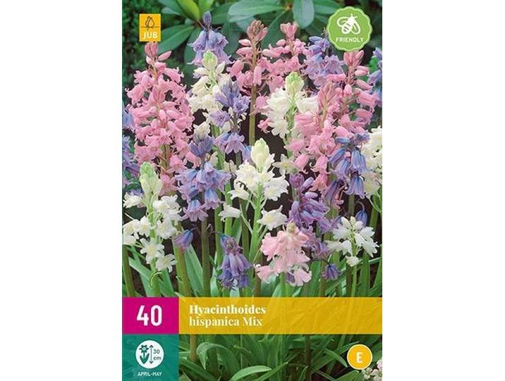 Jub Holland - bloembollen - Spaanse boshyacint/Hyacinthoides hispanica Mix - maat 7/8 - 40 stuks