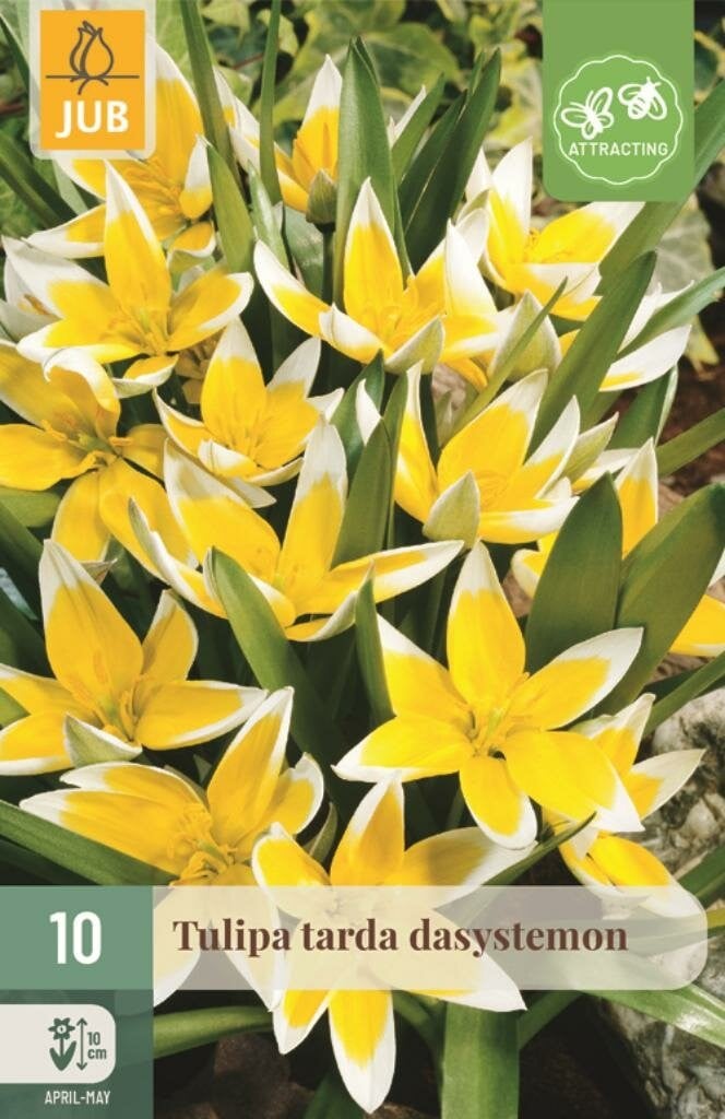 JUB Holland Tulp Dasystemon Tarda 10 bollen