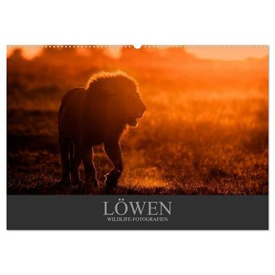 Löwen Wildlife-Fotografien (Wandkalender 2027 DIN A2 quer), CALVENDO Monatskalender