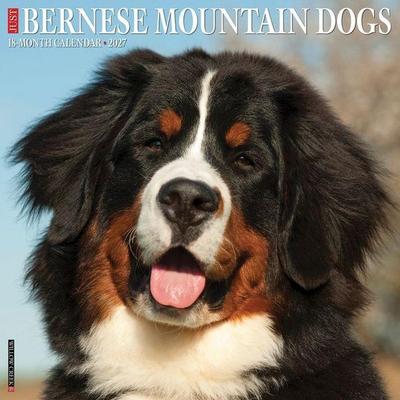 Bernese Mountain Dogs 2027 12 X 12 Wall Calendar