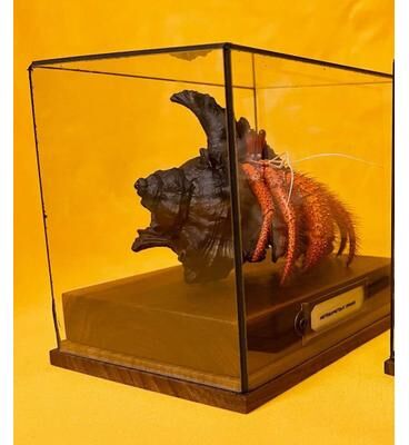 Inspire Essentials Real Crab Specimen Display Collectible Ocean Decor Desk Ornament 21