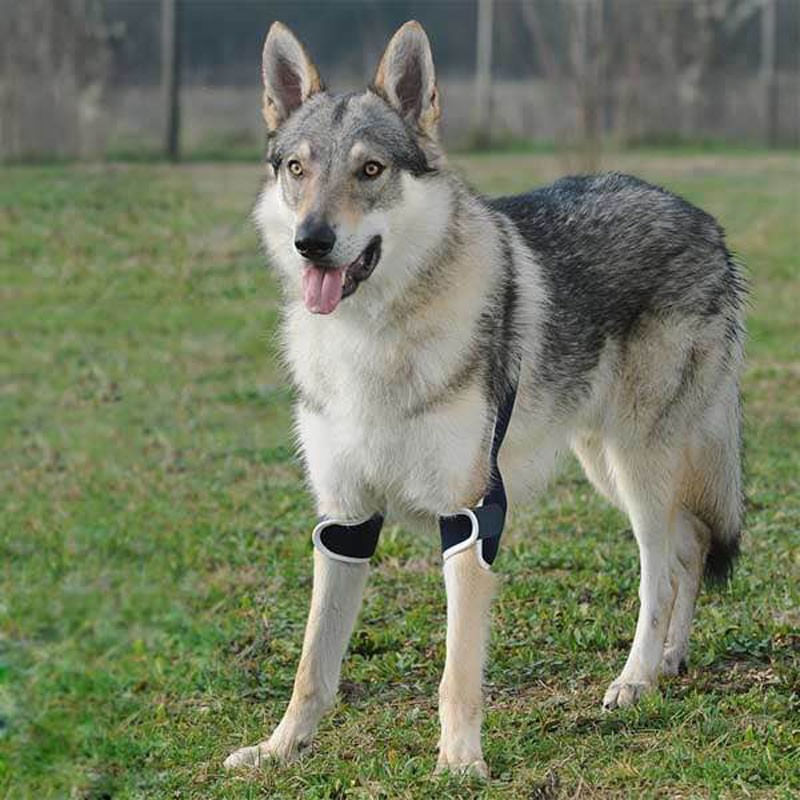 Balto Tutore Soft Gomito Doppio per Cane L