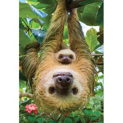 Faultiere (Puzzle)