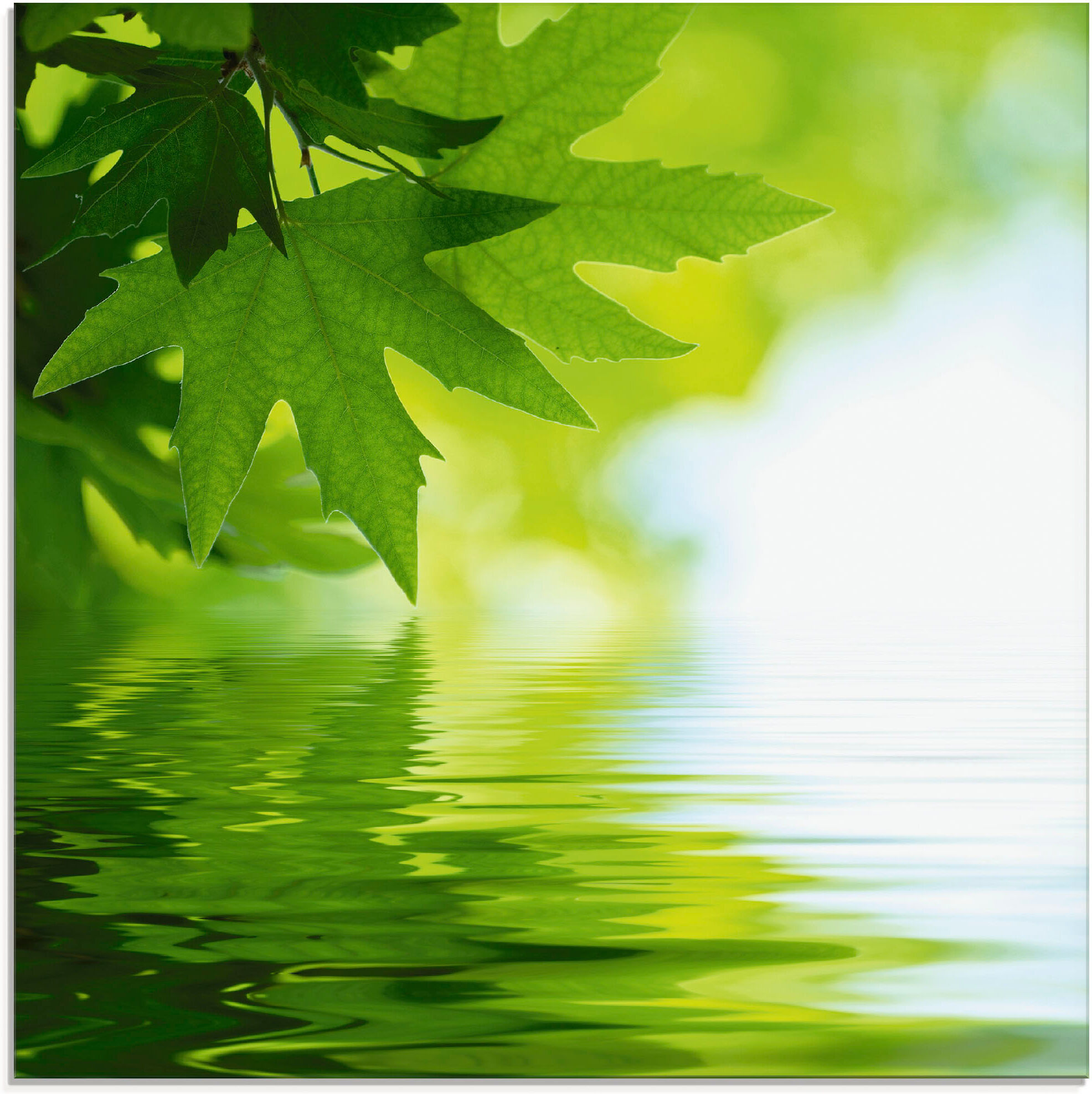 Glasbild ARTLAND "Grüne Blätter reflektieren im Wasser", grün (farbe bild(er): grün), B:30cm H:30cm, Bilder, Glasbild, in verschiedenen Grössen farbe bild(er): grün B/H/T: 30cm x 30cm, Glasbild Blätter, 1 Stk.