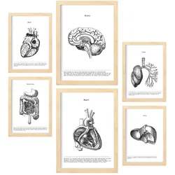 POSTER Set Mit 6 Der Inneren Organe Sammlung A3 & A4 Rahmen Aus Hellem Holz