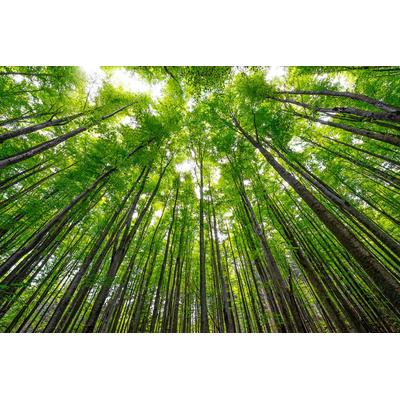 Fototapete PAPERMOON "Hohe Buchen", bunt, B:3m L:2,23m, Vlies, Tapeten