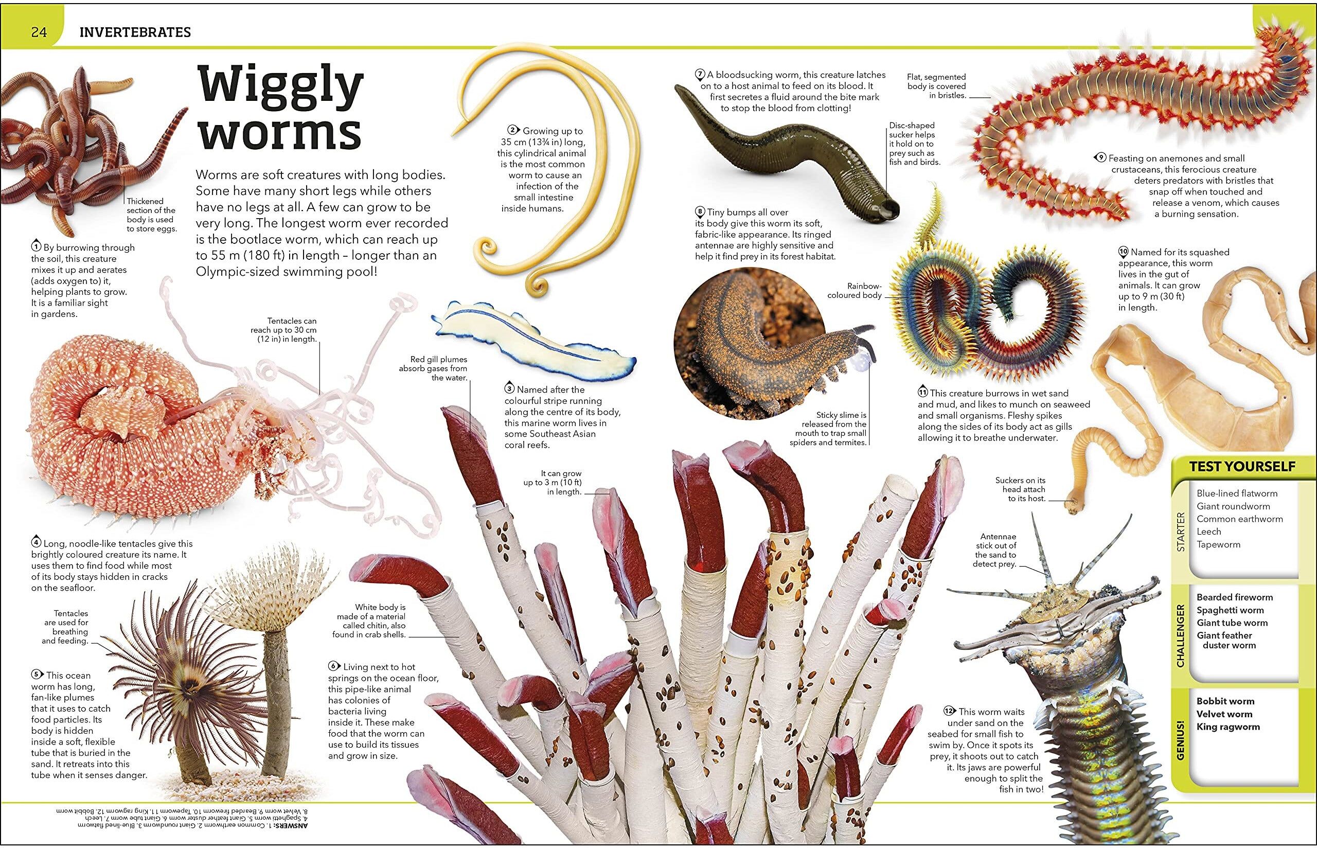 DK Animal Knowledge Genius!: A Quiz Encyclopedia to Boost Your Brain