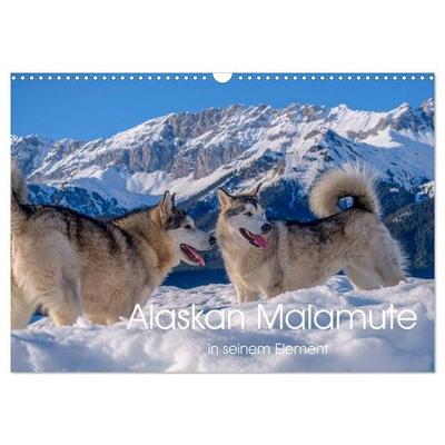 Alaskan Malamute in seinem Element (Wandkalender 2026 DIN A3 quer), CALVENDO Monatskalender