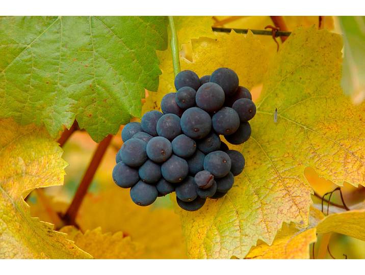Robustarebe® Vitis vinifera Muscat Bleu ' 100-120 cm inklusive Topf'
