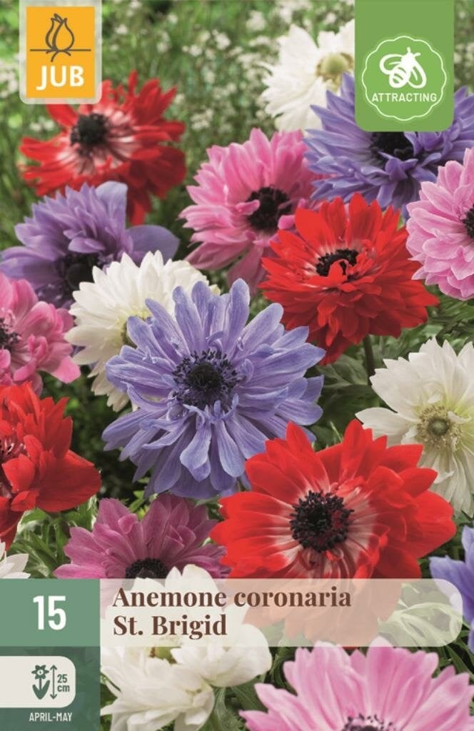 JUB Anemone coronaria St. Brigid Mix 15 bloembollen