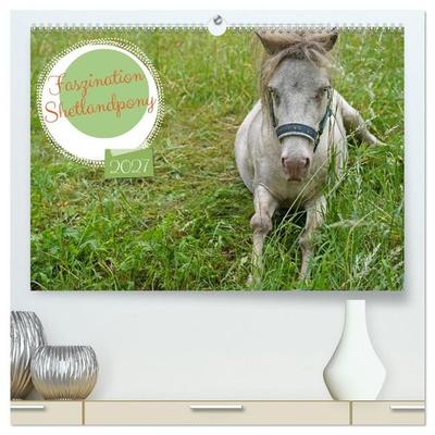 Faszination Shetlandpony (hochwertiger Premium Wandkalender 2027 DIN A2 quer), Kunstdruck in Hochglanz