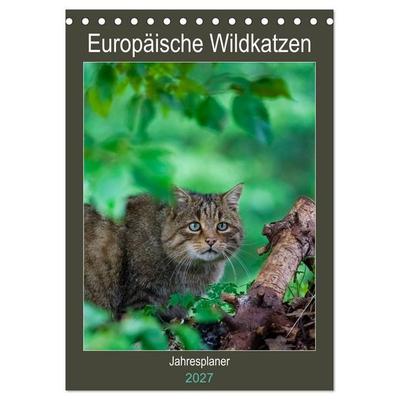 Europäische Wildkatzen - Jahresplaner (Tischkalender 2027 DIN A5 hoch), CALVENDO Monatskalender