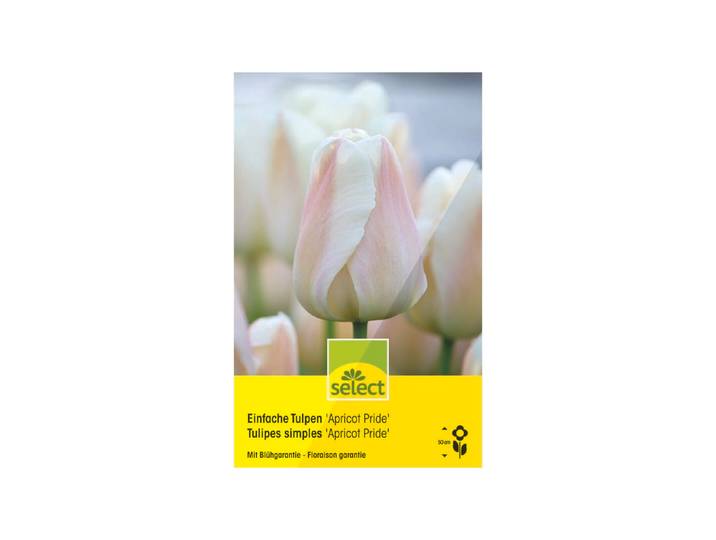 Select Einfache Tulpen Apricot Pride