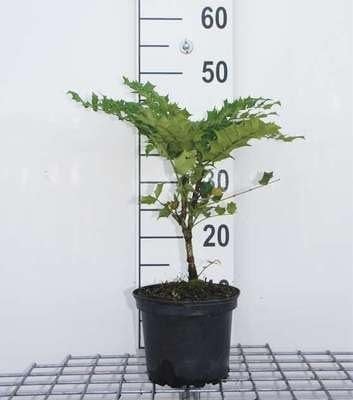 Mahonia x media 'Charity' Hulstberberis in pot, 60 cm