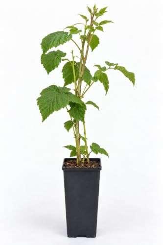 Braam Rubus frut. Thornfree Struik