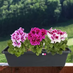 Blumenkasten anthrazit 59cm mit Bewässerung Balkonkasten Pflanzkasten Blumentopf Anthrazit