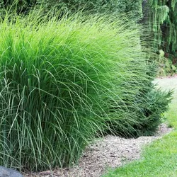 Chinesisches Rispengras – Miscanthus sinensis 'Gracillimus'