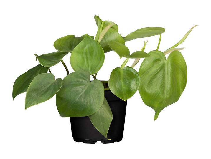 Qualité & Prix Philodendron Scandens ⌀ 11 cm