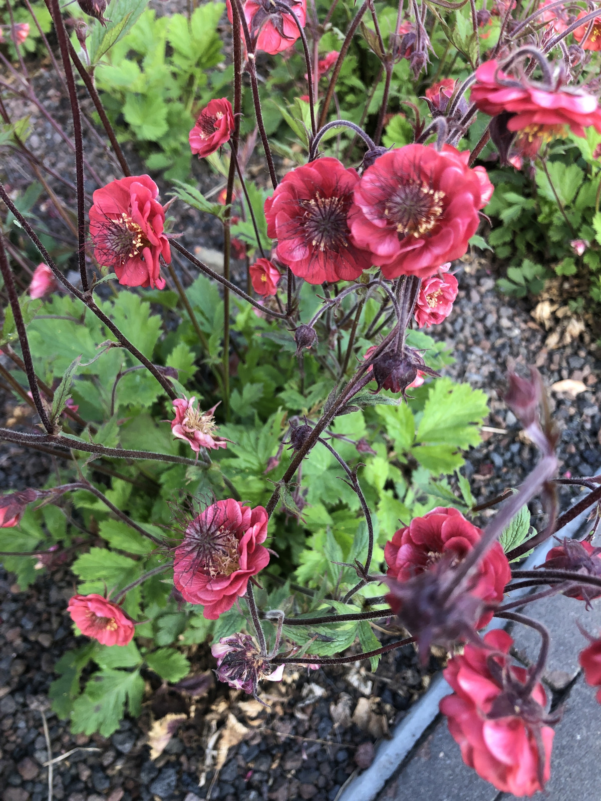 6 x Geum rivulare Flames of Passion Goudsbloem - Pot van 9x9 cm - GRDplanten