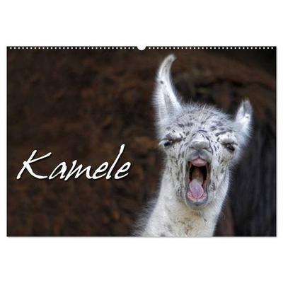 Kamele (Wandkalender 2027 DIN A2 quer), CALVENDO Monatskalender