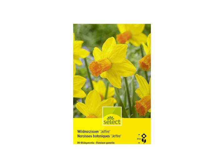 Select Blumenzwiebel Alpenveilchen-Narzissen Jetfire ' 10 Stück'