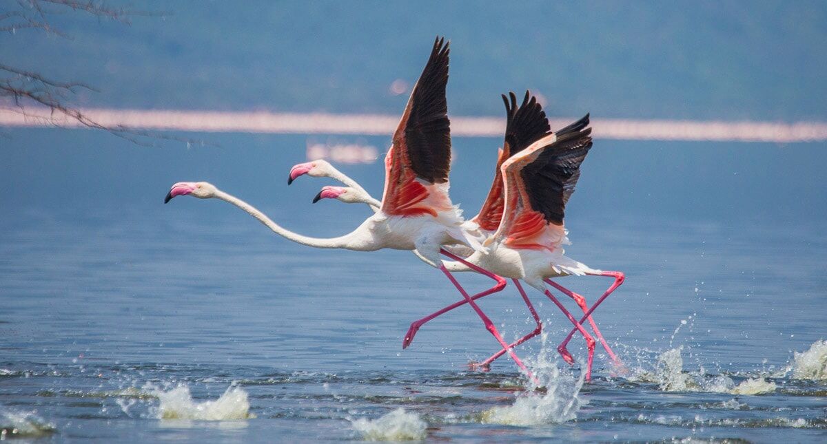 Fototapete PAPERMOON "Flamingos heben ab", bunt, B:3m L:2,23m, Vlies, Tapeten, Fototapete bunt B/L: 3m x 2,23m, Bahnen: 6 Stk.