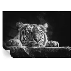 FOTOTAPETE 152x104 cm - Raubtierblick